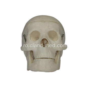 Model de craniu din plastic miniatural
